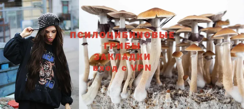 OMG   Тверь  Галлюциногенные грибы Psilocybine cubensis 